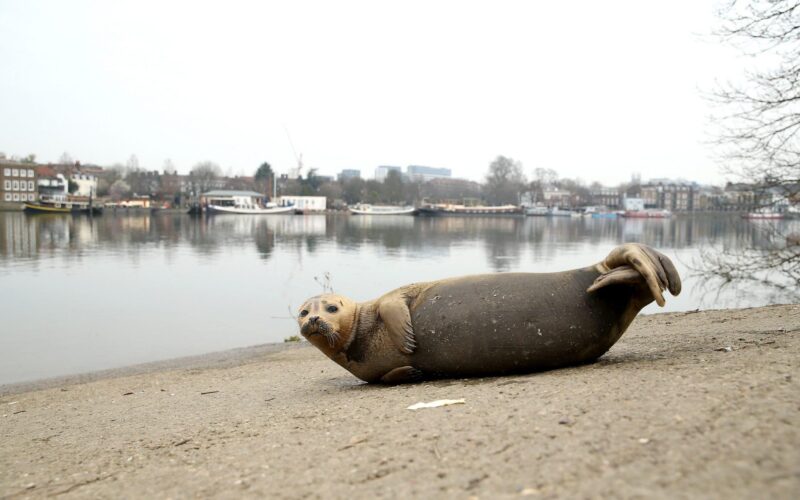 Freddie the seal